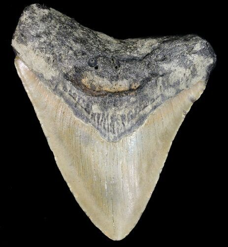 Bargain, Megalodon Tooth - North Carolina #49507